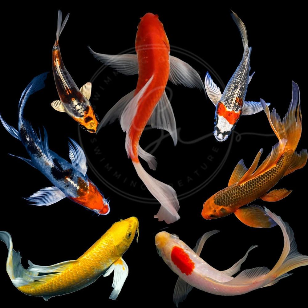 池や水槽用のアソートカラー活鯉（3～4匹）-6匹入りパック - Aquarium Fish In Pond のレビューと価格