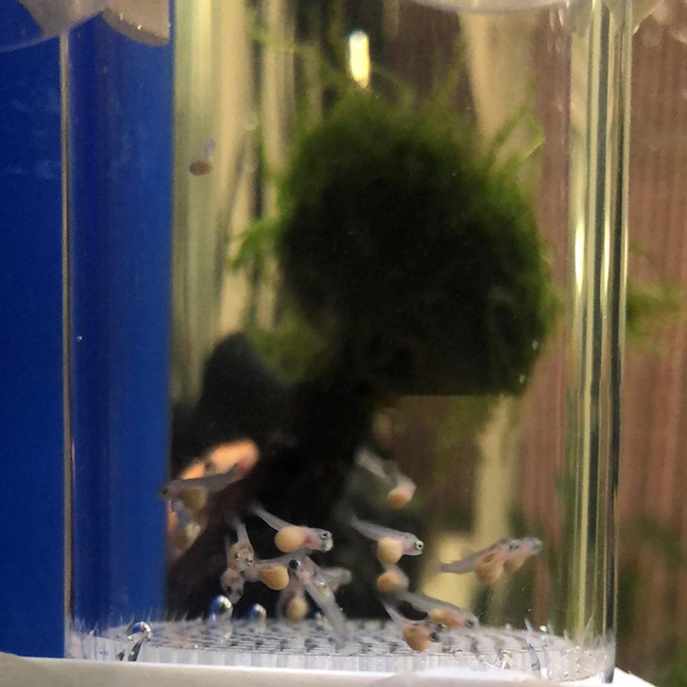 40mm水槽用シクリッド孵化場卵、口内孵化魚卵インキュベータ - Aquarium Fish Eggs のレビューと価格