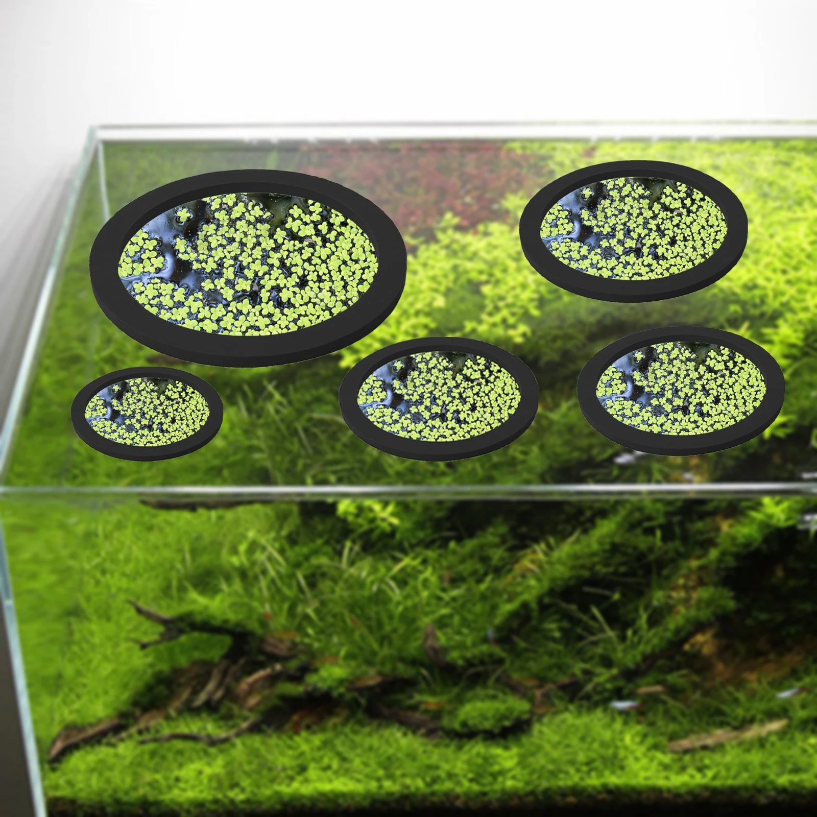 5 個 EVA 魚給餌リング水族館浮遊植物囲い水槽フロート植 - Aquarium Fish Accessories のレビューと価格